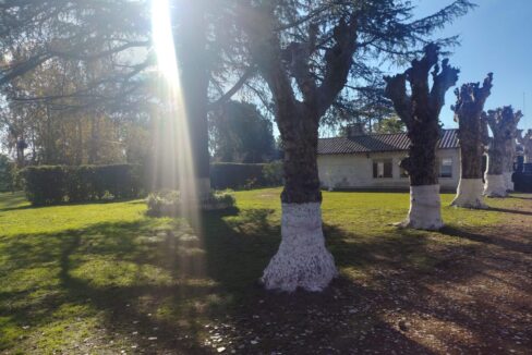 Tomas espora 1045 (3)