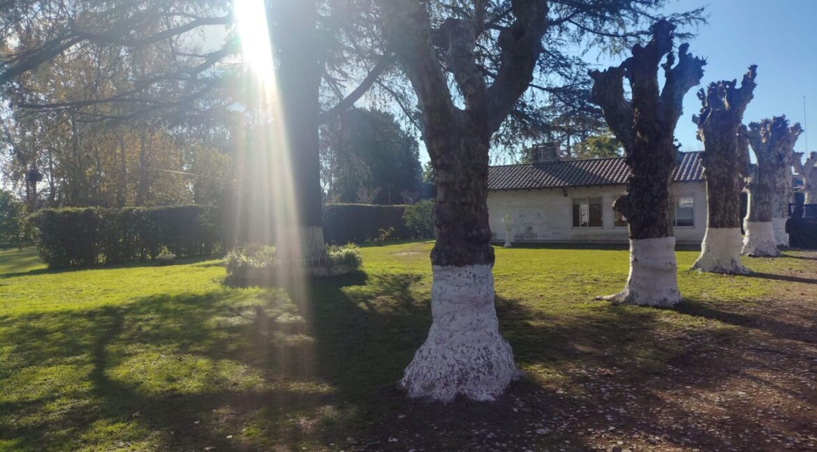 Tomas espora 1045 (45)