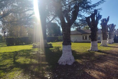 Tomas espora 1045 (45)